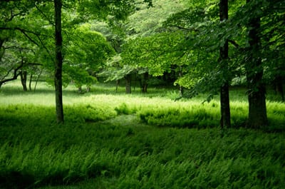 Canaan Valley