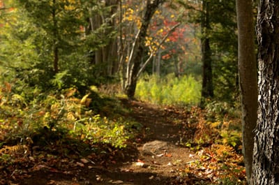 Monongahela National Forest